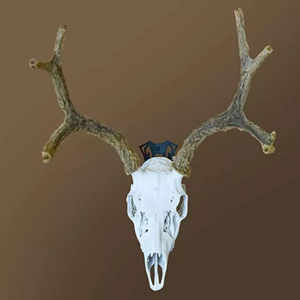 European Mount Skull Hanger Deer Skull Hooks Easy Installation for Living Room Bedroom Home Decor Indoor and Outdoor Use - Image 5