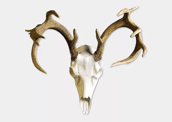 European Mount Skull Hanger, Antler Deer Skull Hooks Easy Installation for Living Room Bedroom Home Decor Indoor and Outdoor Use - Image 5