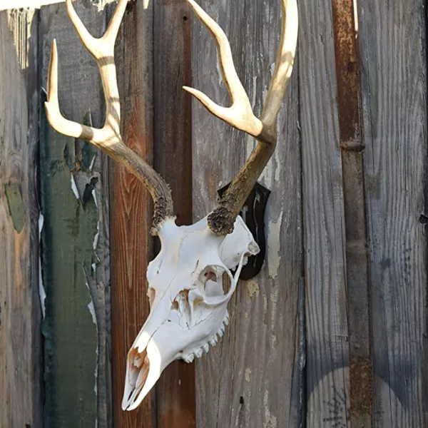 European Mount Skull Hanger Deer Skull Hooks Easy Installation for Living Room Bedroom Home Decor Indoor and Outdoor Use - Image 4